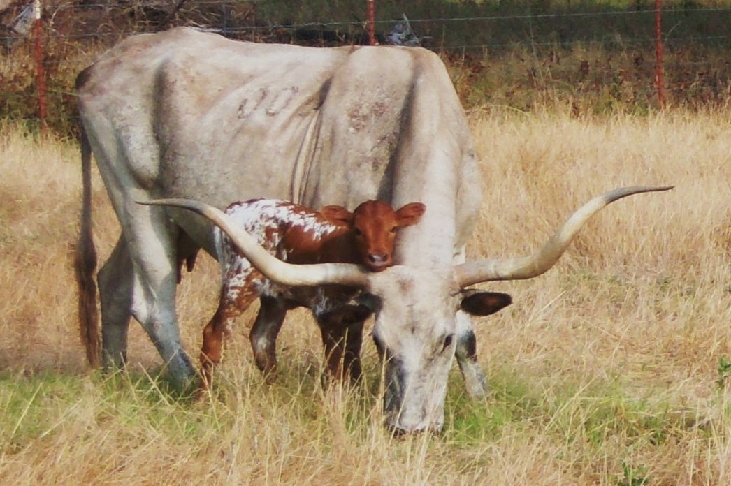 maggyshilo712calf.jpg